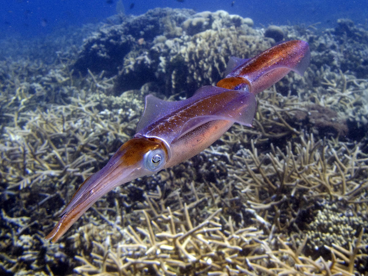 Squid at Little French Cay Reef